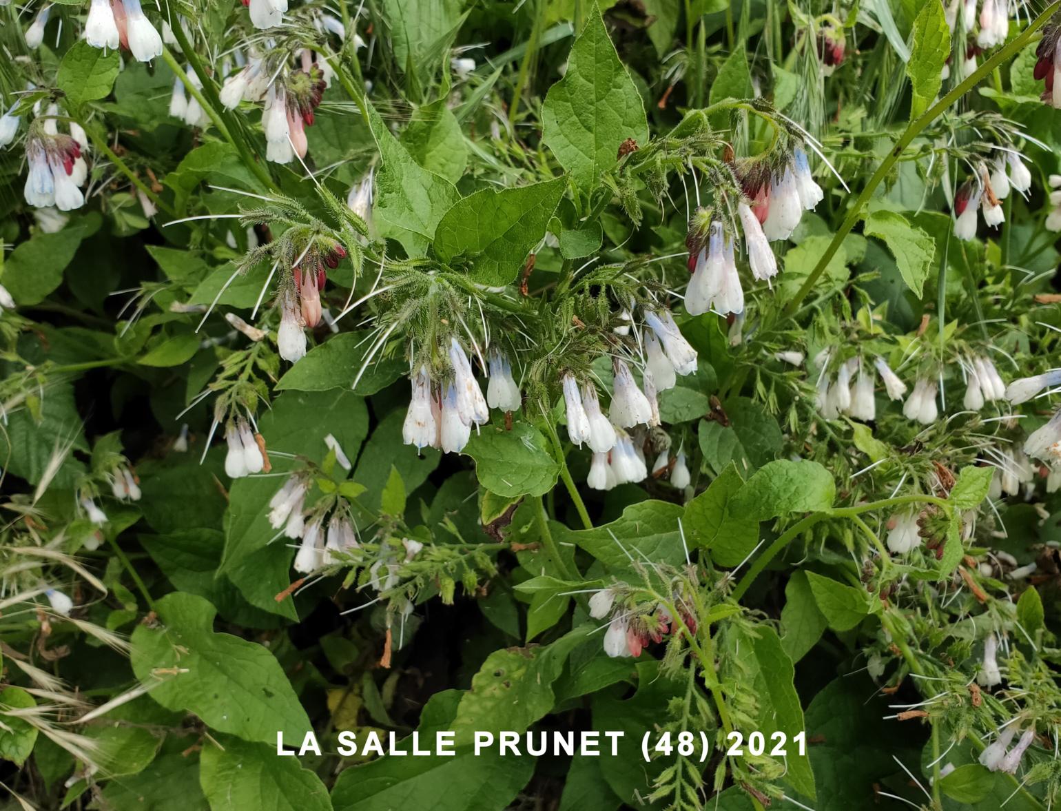 Comfrey, Common